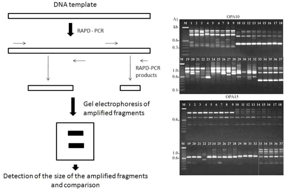Schematic diagram of principles in randomly amplified polymorphic DNA