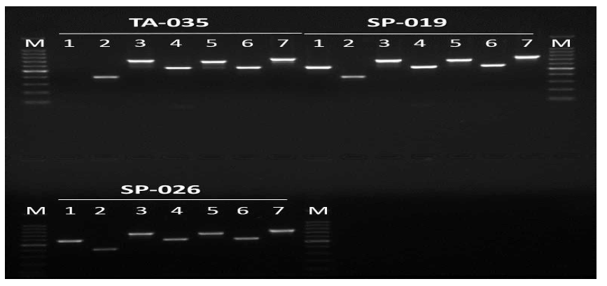 Agarose gel electrophoresis of MLST for P .pentosaceus strains.