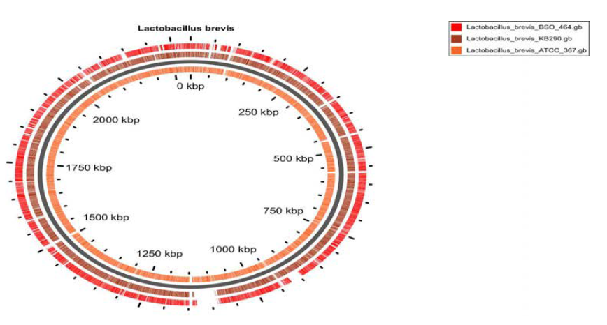 Comparison of genome sequences of L. brevis strains.