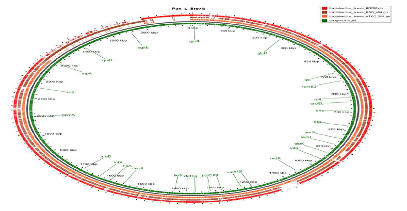 Pan genome analysis of L. brevis strains.