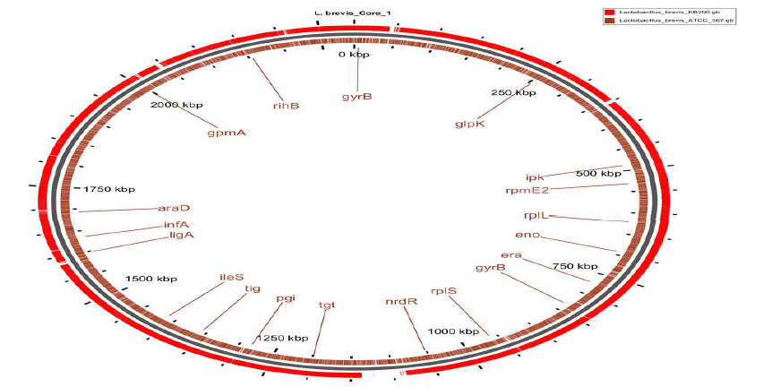 Core genome analysis of L. brevis ATCC 367 and L.brevis KB290