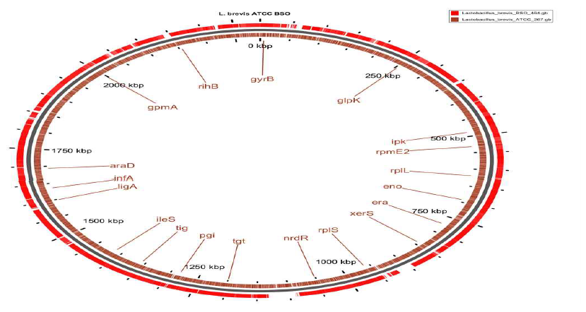 Core genome analysis of L. brevis ATCC 367 and L.brevis BSO464.
