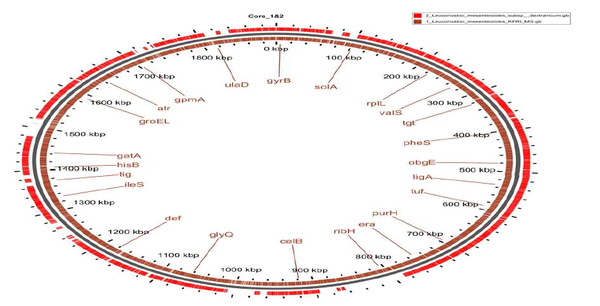 Core genome analysis of Leu. mesenteroides KFRI-MG and Leu. mesenteroides subsp. dextranicum DSM 20484.