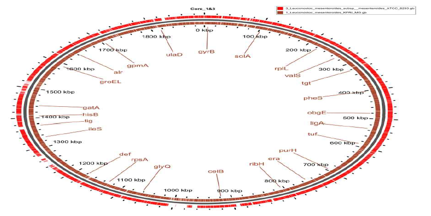 Core genome analysis of Leu. mesenteroides KFRI-MG and Leu. mesenteroides subsp. meseteroides ATCC 8293. Figure