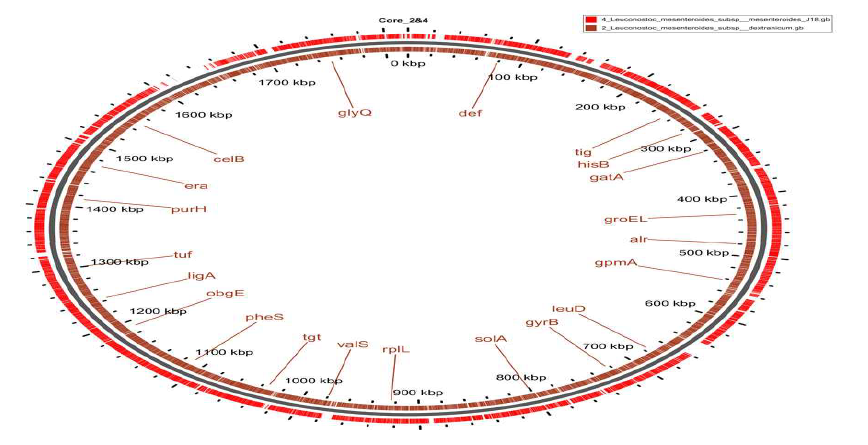 Core genome analysis of Leu. mesenteroides subsp. dextranicum DSM 20484 and Leu. mesenteroides subsp. meseteroides J18