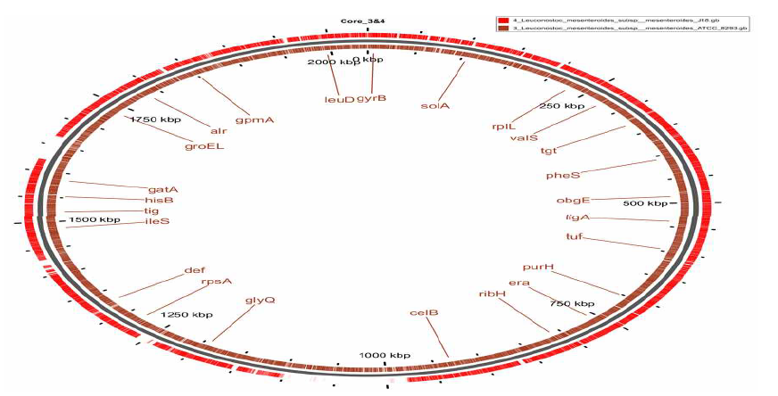 Core genome analysis of Leu. mesenteroides subsp. mesenteroides ATCC 8293 and Leu. mesenteroides subsp. meseteroides J18