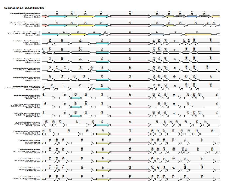 Synteny of pyc(pyruvate carboxylase) gene of P . pentosaceus spp