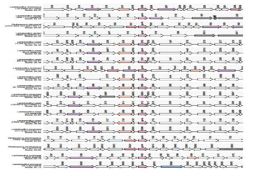 Synteny of gpmA(phosphoglyceromutase) gene of L. brevis spp.