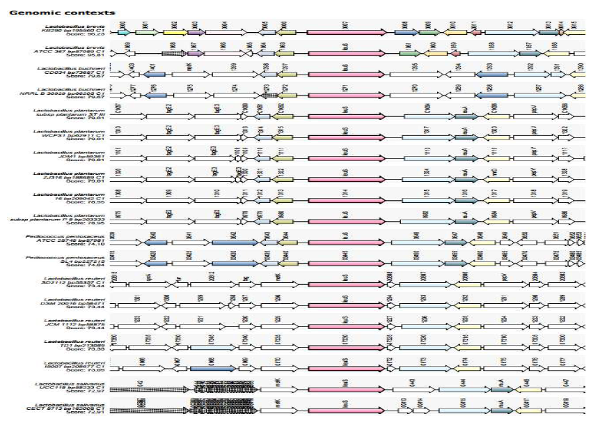 Synteny of leuS(leucyl-tRNA synthetase) gene of L. brevis spp.