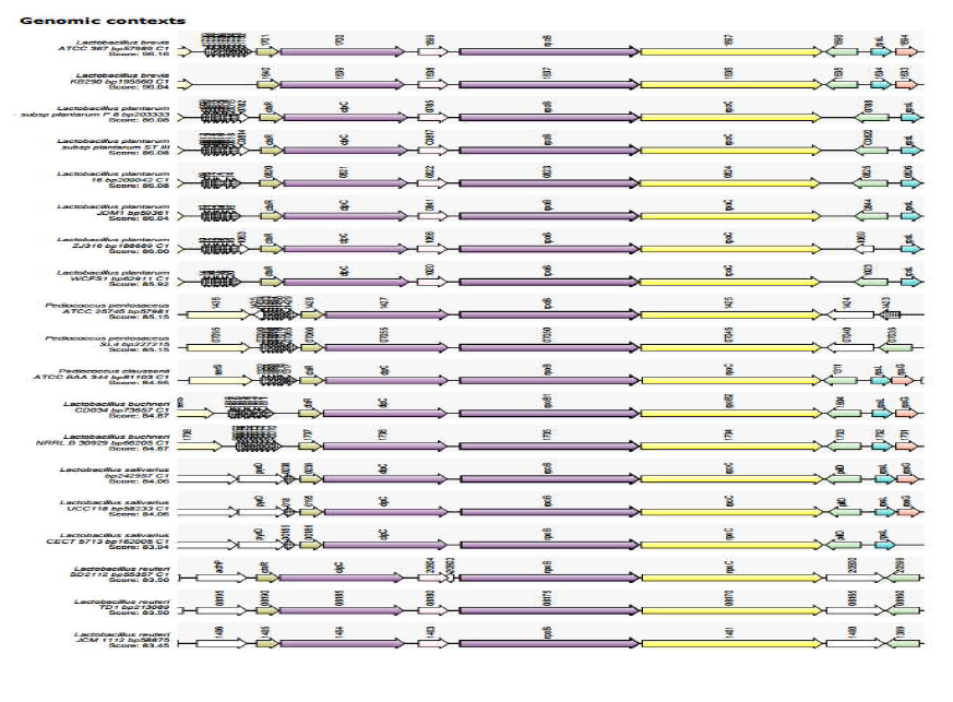 Synteny of rpoB(RNA polymerase beta subunit) gene of L. brevis spp