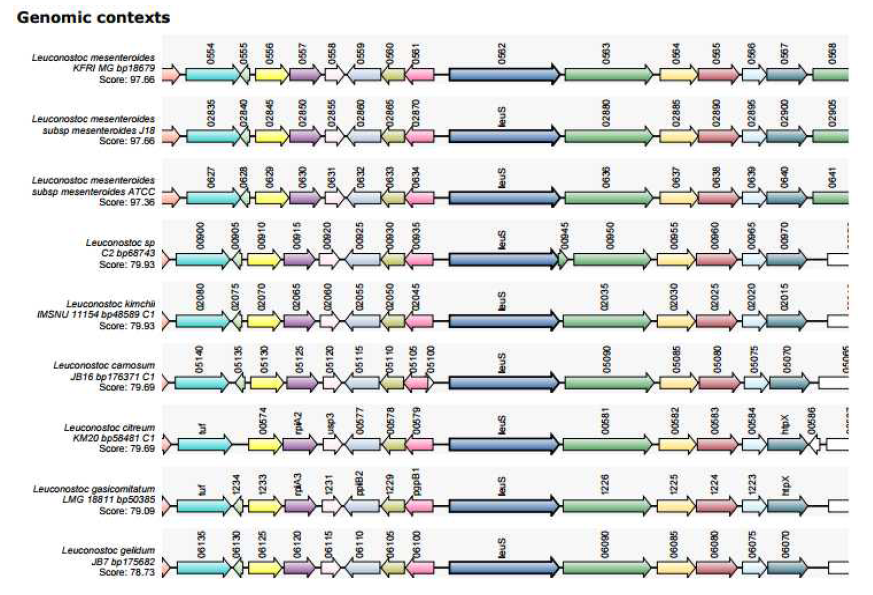 Synteny of leuS(leucyl-tRNA synthetase) gene of Leu. mesenteroides spp