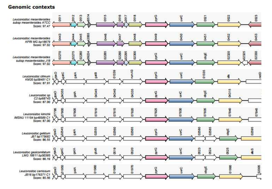 Synteny of pyrG(CTP synthase) gene of Leu.mesenteroides spp.