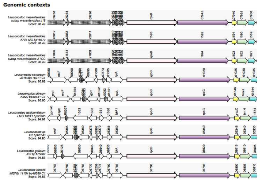 Synteny of rpoB(RNA polymerase beta subunit) gene of Leu. mesenteroides spp