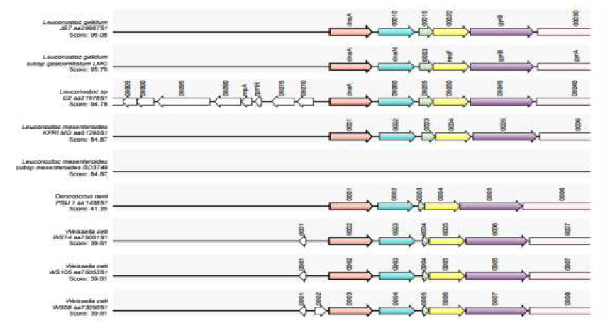 Synteny of dnaA gene of Leu. citreum.