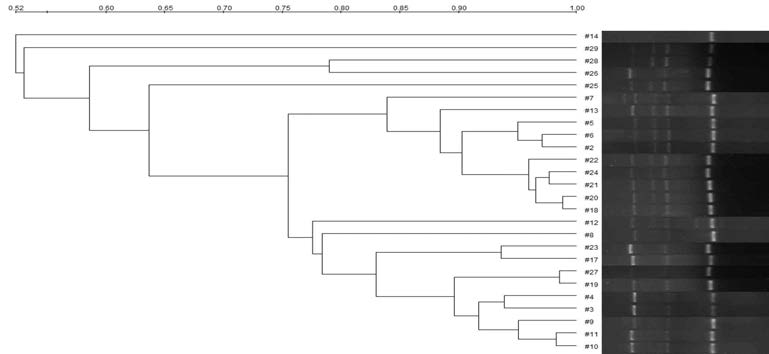 Dendrogram derived from cluster analysis(UPGMA) showing relationship among 26 strains of P . pentosaceus spp.