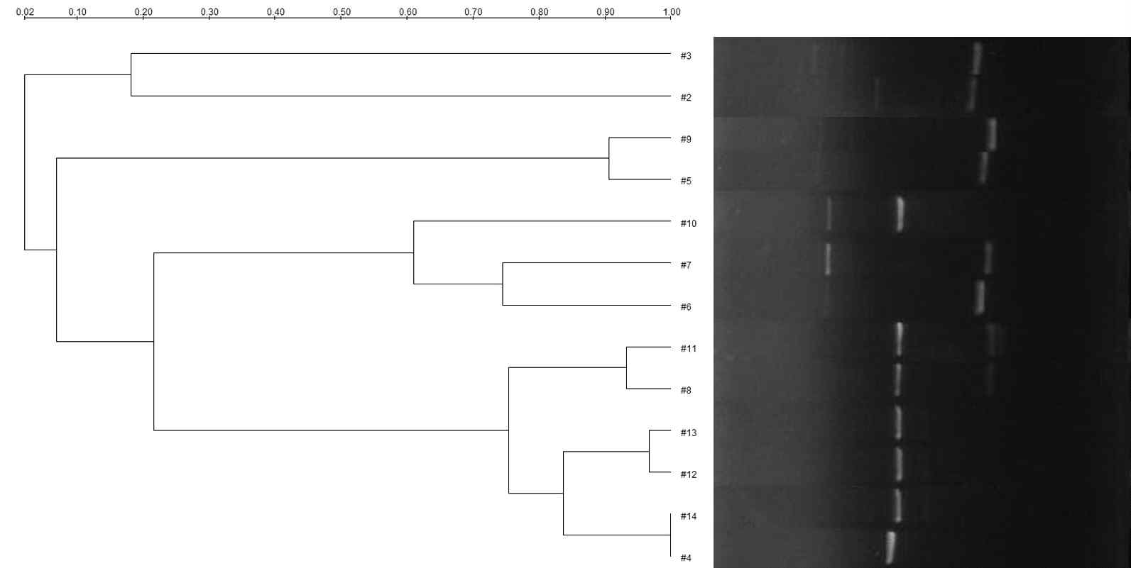 Dendrogram derived from cluster analysis(UPGMA) showing relationship among 13 strains of L. brevis spp.