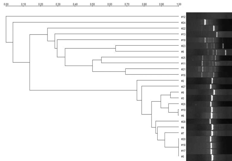 Dendrogram derived from cluster analysis(UPGMA) showing relationship among 25 strains of Leu. mesenteroides spp