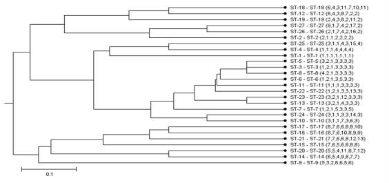 UPGMA dendrogram showing the genetic relationship between 27 STs belonging to Leu. mesenteroides via MLST typing.