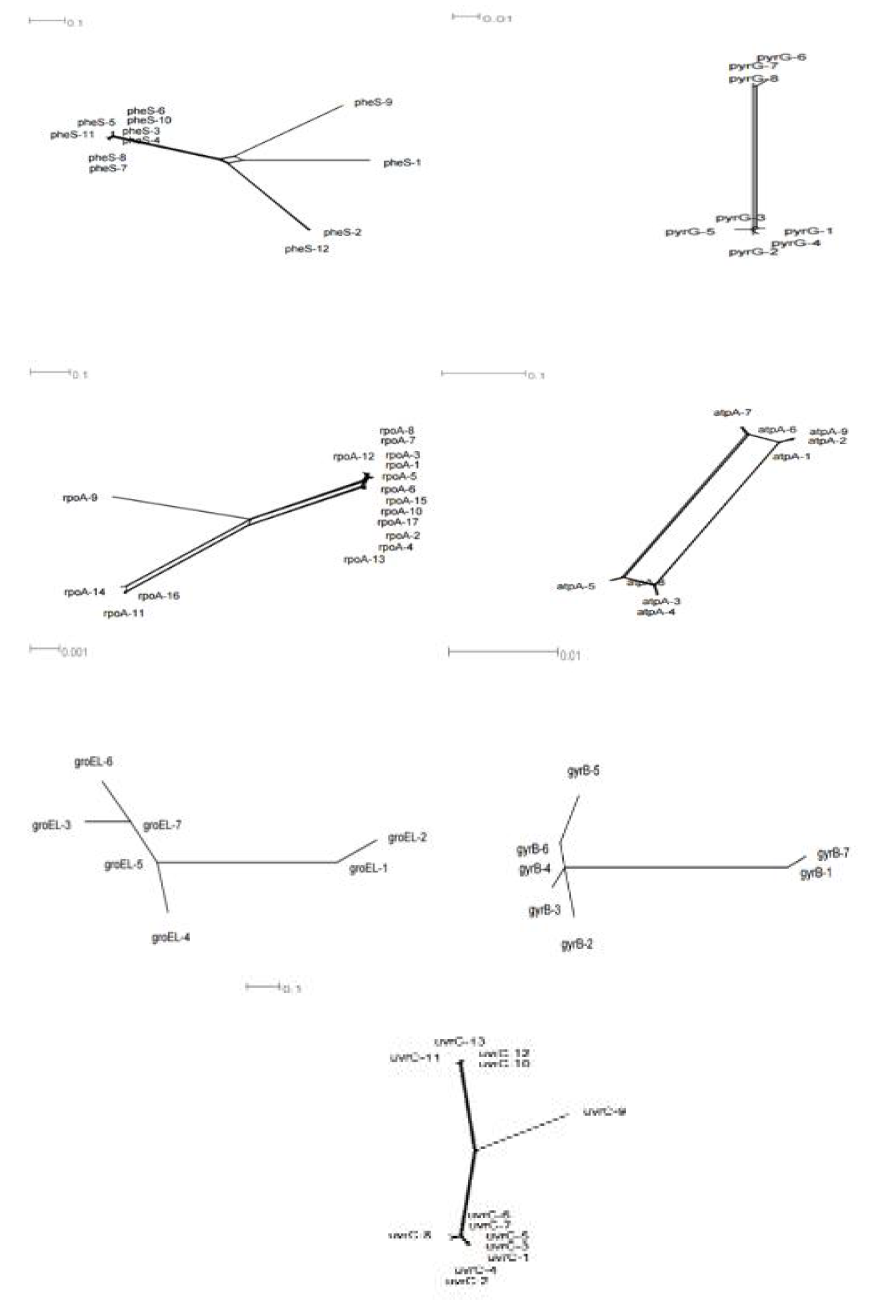 Split-decomposition analysis of 7 individual alleles for multilocus sequence typing(MLST) loci(pheS, pyrG, rpoA, atpA, groEL, gyrB, and uvrC) of 35 Leu. mesenteroides strains