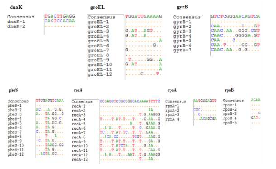Polymorphic nucleotide sites(SNPs) in L. brevis MLST target genes