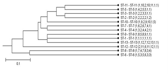 UPGMA dendrogram showing the genetic relationship between 13 STs belonging to L. brevis via MLST typing.