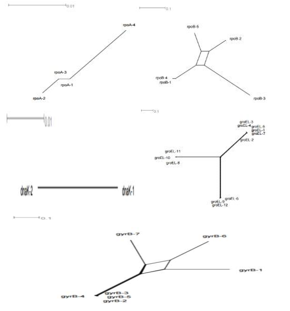 Split-decomposition analysis of 7 individual alleles for multilocus sequence typing(MLST) loci(dnaK, groEL, gyrB, pheS, recA, rpoA, and rpoB ) of 13 L. brevis strains.