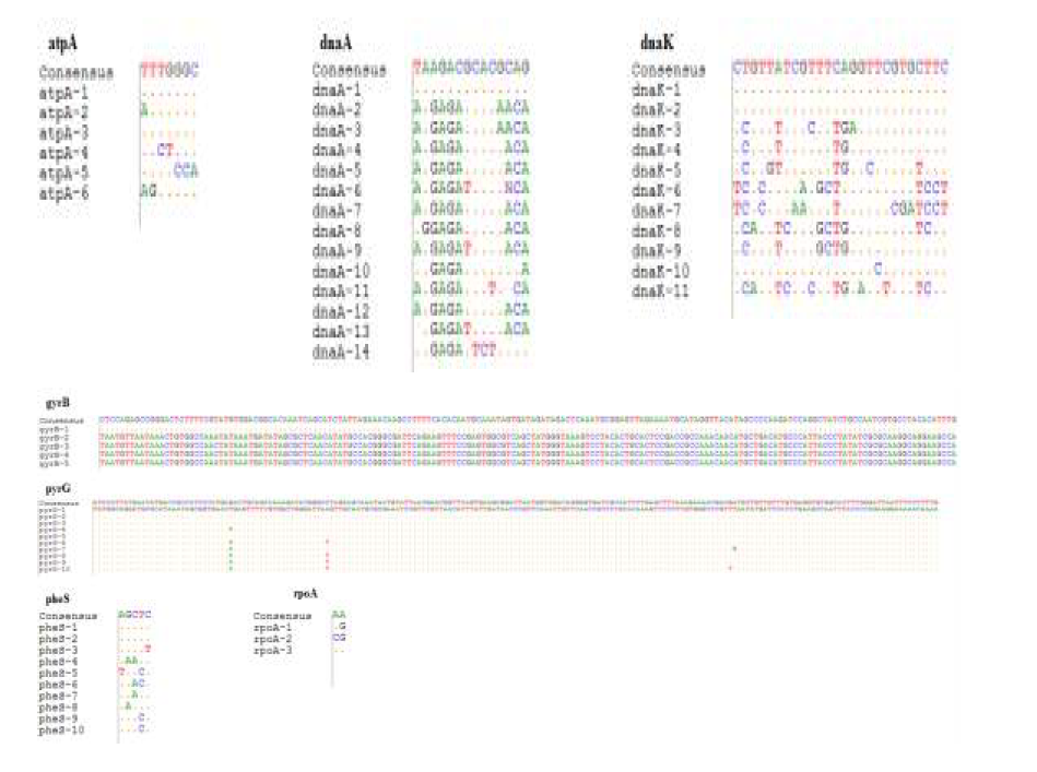 Polymorphic nucleotide sites(SNPs) in Leu. citreum MLST target genes.