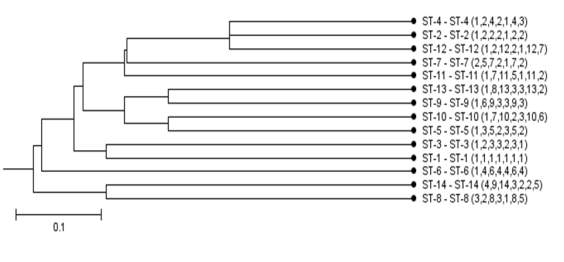 UPGMA dendrogram showing the genetic relationship between 14 STs belonging to Leu. citreum via MLST typing.