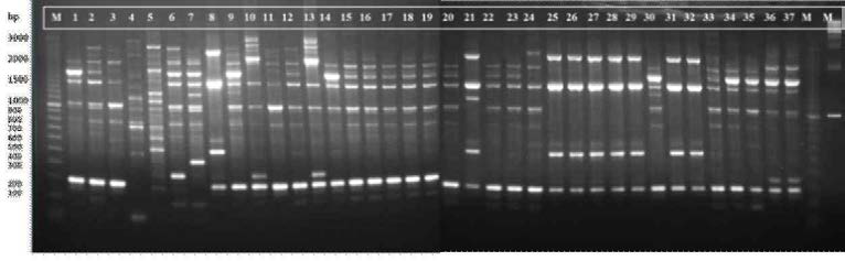 REP-PCR profile of 37 isolates Leu. mesenteroides isolates studies based on REP primer on 1.5% agarose gel