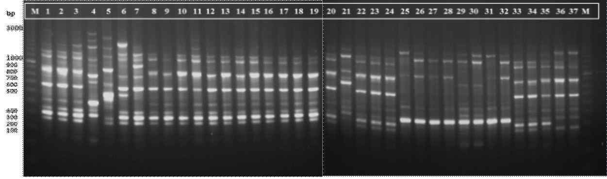 REP-PCR profile of 37 isolates Leu. mesenteroides isolates studies based on (GTG)5 primer on 1.5% agarose gel