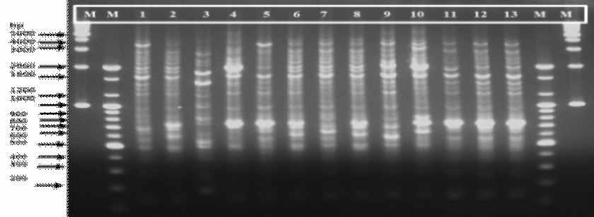REP-PCR profiling of L. brevis.