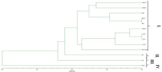 REP-PCR profiling of 13 strains of L. brevis.