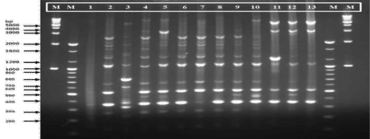 ERIC-PCR profiling of L. brevis.