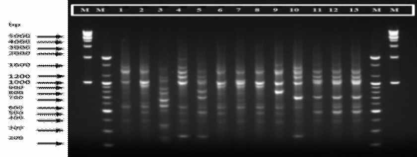 (GTG) -PCR profiling of L. brevis.