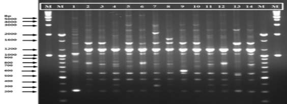 REP-PCR profiling of 14 strains of Leu. citreum.