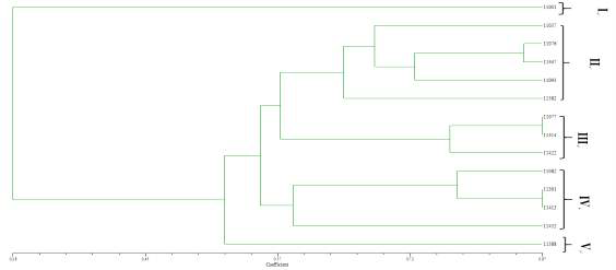 REP-PCR profiling of 14 strains of Leu. citreum.