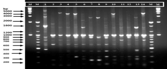 ERIC-PCR profiling of 14 strains of Leu. citreum.