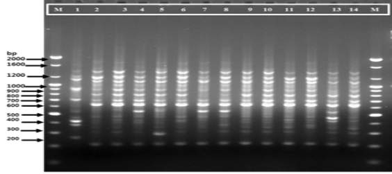(GTG) -PCR profiling of 14 strains of Leu. citreum.