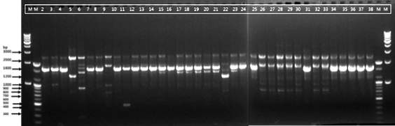 RAPD profiling of 37 Leu. mesenteroides using KAY3 primer.