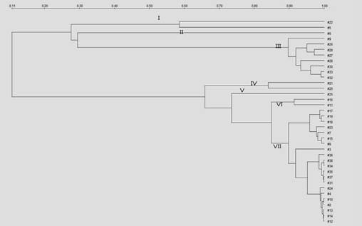 Dendrogram generated after cluster analysis of the RAPD KAY3 primer of the Leu. mesenteroides strains isolated from various food products and vegetables using UPGMA method by Quantity1 software.