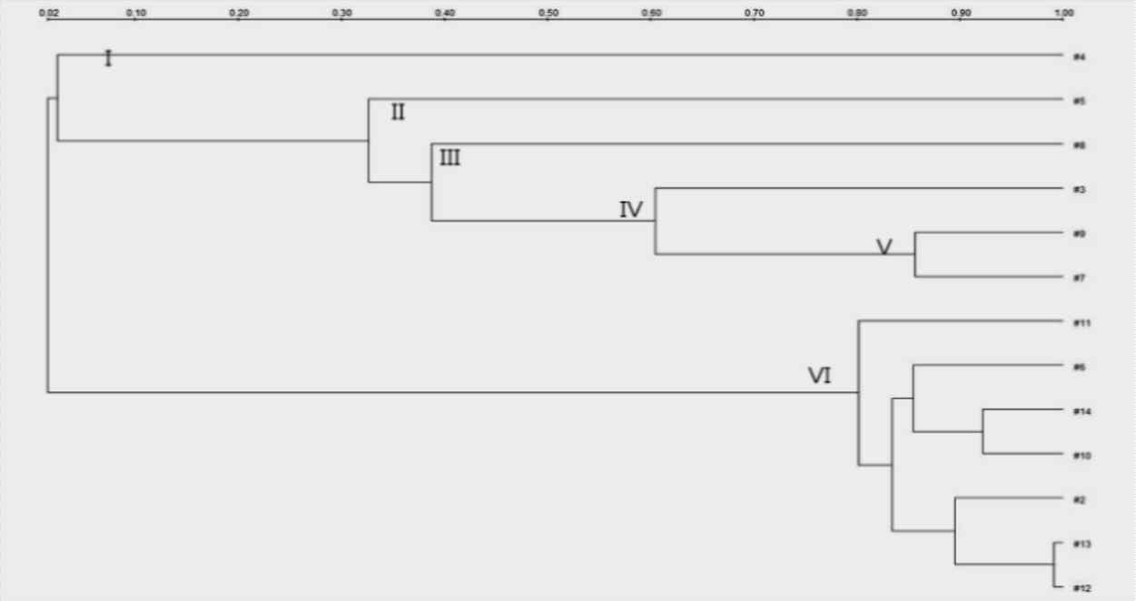 Dendrogram generated after cluster analysis of the RAPD 239 primer of the L. brevis strains isolated from various food products and vegetables using UPGMA method by Quantity1 software.