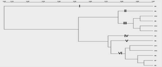 Dendrogram generated after cluster analysis of the KAY3 primer of the L. brevis strains isolated from various food products and vegetables using UPGMA method by Quantity1 software.