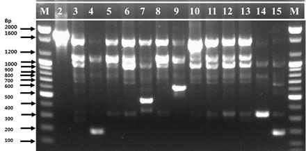 RAPD profiling of 14 strains of Leu. citreum using 239 primer.