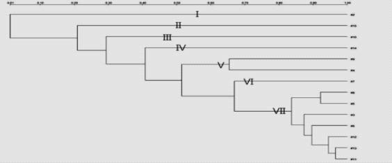 Dendrogram generated after cluster analysis of the RAPD 239 primer of the Leu. citreum strains isolated from various food products and vegetables using UPGMA method by Quantity1 software.