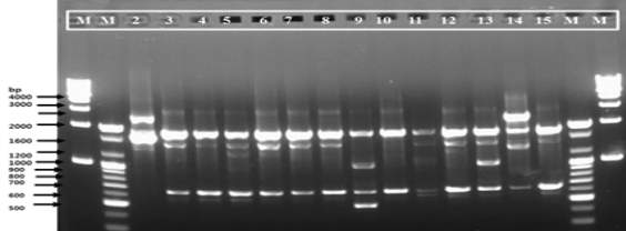 RAPD profiling of 14 strains of Leu. citreum using KAY3 primer