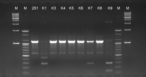 RAPD profiles with 239 primer for 8 colonies of No. 11251 Leu. mesenteroides obtained from the kimchi culture