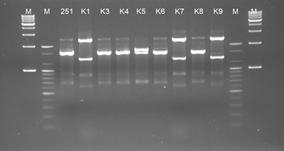 RAPD profiles with KAY3 primer for 8 colonies of No.11251 Leu. mesenteroides obtained from the kimchi culture.