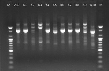 RAPD profiles with KAY3 primer for 10 colonies of No.11289 Leu. mesenteroides obtained from the kimchi culture.