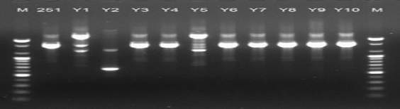 RAPD profiles with KAY3 primer for 10 colonies of No.11251 Leu. mesenteroides obtained from the yogurt culture.