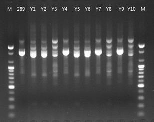 RAPD profiles with KAY3 primer for 10 colonies of No.11289 Leu. mesenteroides obtained from the yogurt culture.